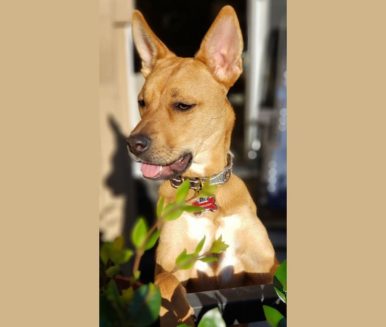 Carolina dog boxer mix 2025