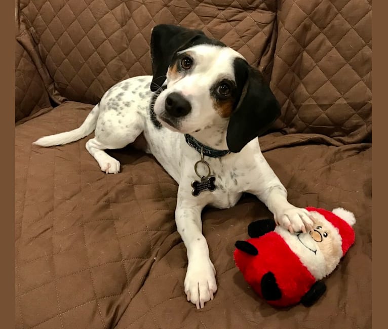 What breed of dog is new arrivals snoopy