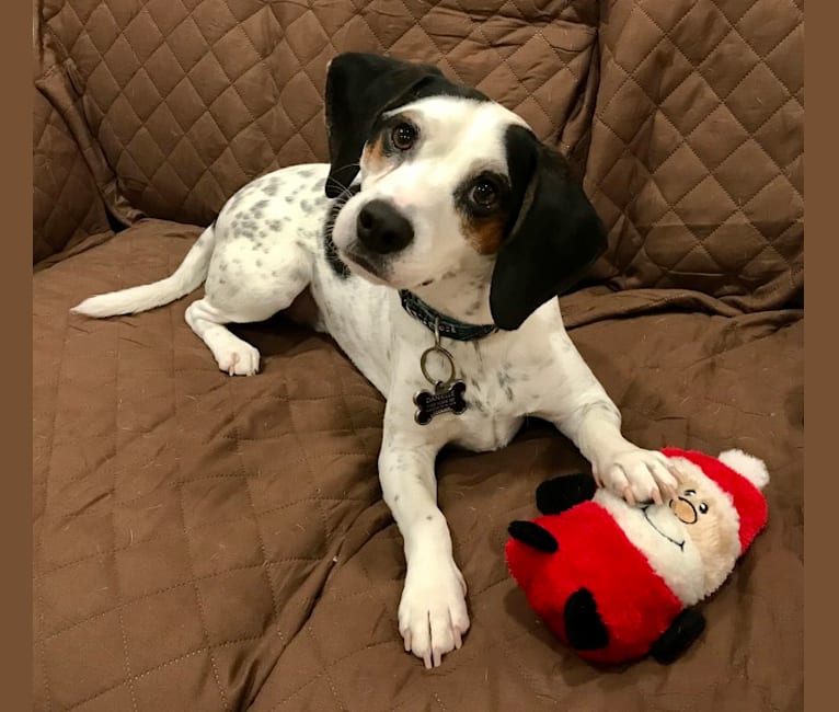 Snoopy, a Beagle and Mountain Cur mix tested with EmbarkVet.com