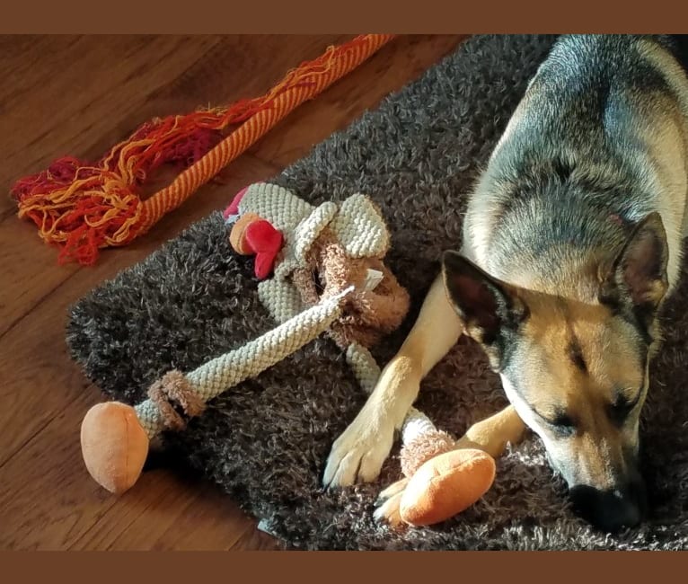 Zoey, a German Shepherd Dog and Siberian Husky mix tested with EmbarkVet.com