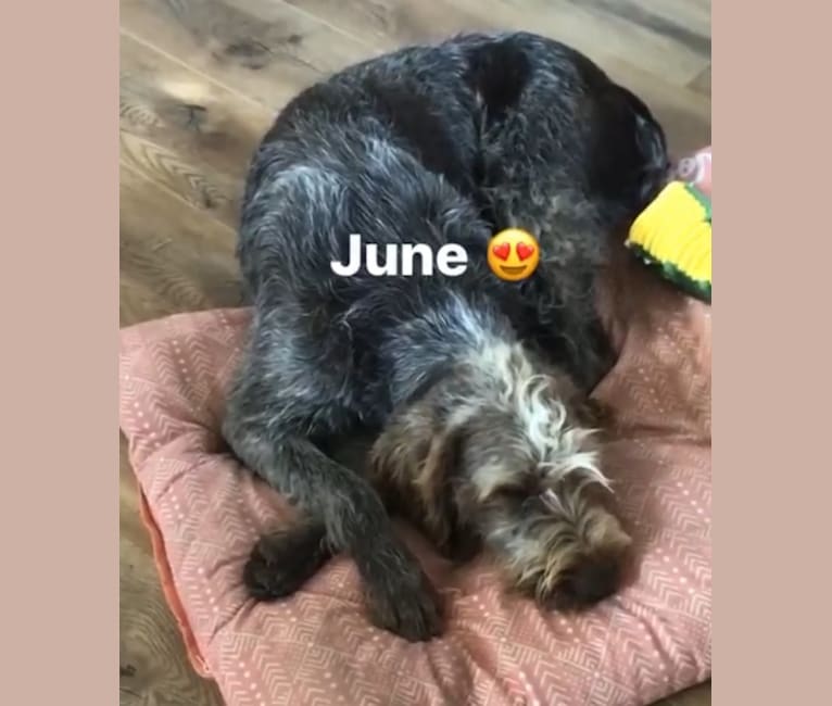 June, a Wirehaired Pointing Griffon tested with EmbarkVet.com