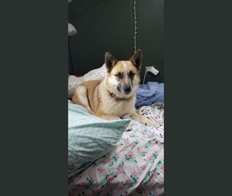 Mimzi, an Australian Cattle Dog and German Shepherd Dog mix tested with EmbarkVet.com