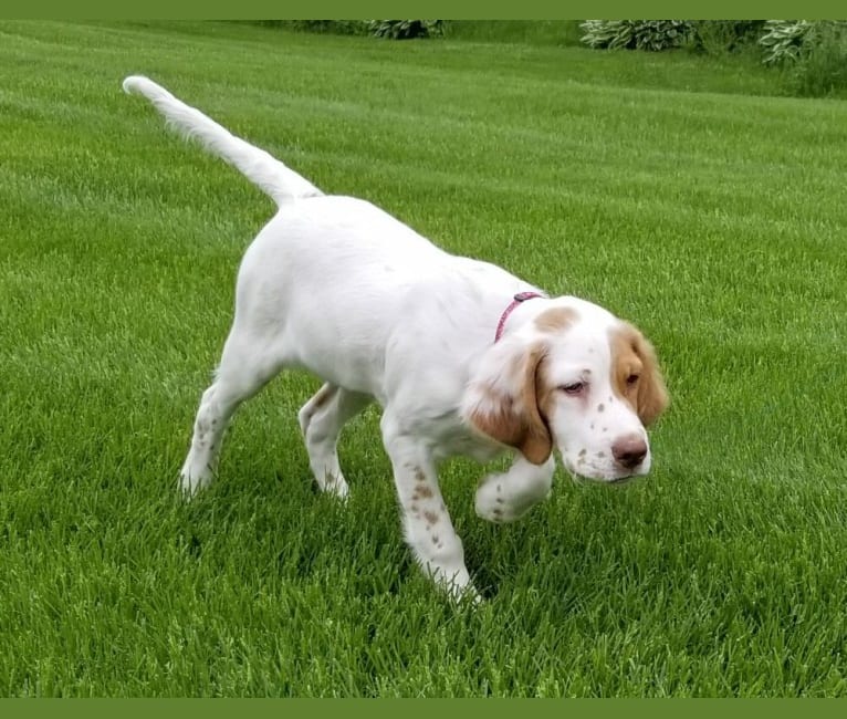 Savvy, a Llewellin Setter tested with EmbarkVet.com
