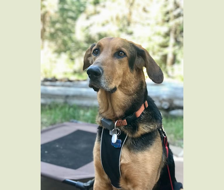 Black and tan coonhound german shepherd mix hotsell