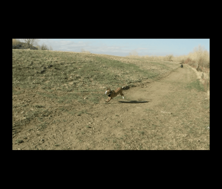 Photo of Raya, a Dachshund, Australian Cattle Dog, Siberian Husky, American Bulldog, and American Staffordshire Terrier mix in Colorado Springs, Colorado, USA