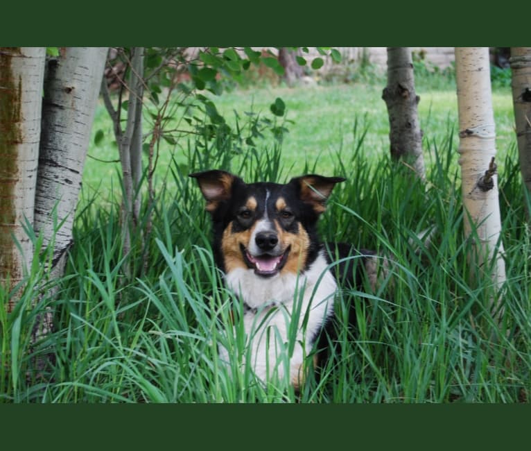 Finn, a Welsh Sheepdog tested with EmbarkVet.com