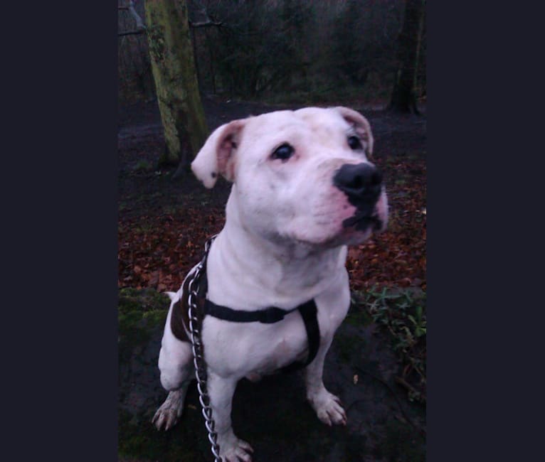 Zebady, a Staffordshire Bull Terrier tested with EmbarkVet.com
