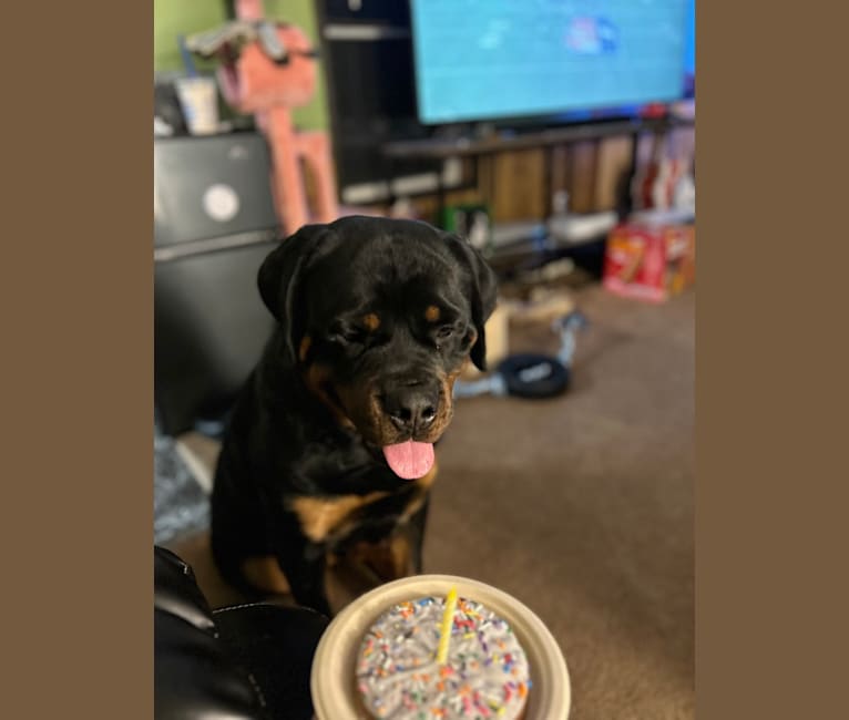 Chompy, a Rottweiler tested with EmbarkVet.com