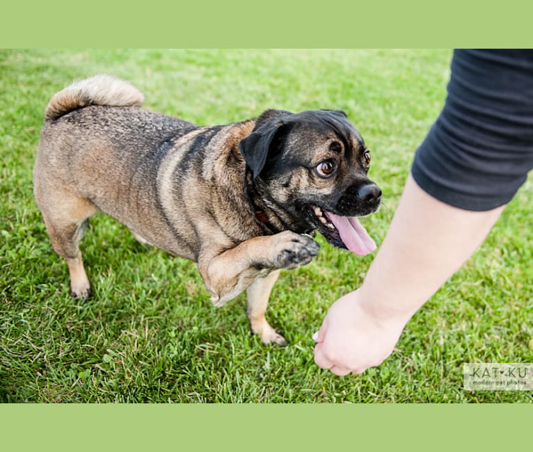 Murphy, a Pug and German Shepherd Dog mix tested with EmbarkVet.com