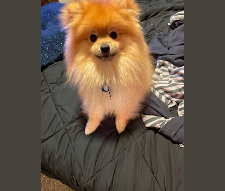 Bobo, a Pomeranian tested with EmbarkVet.com