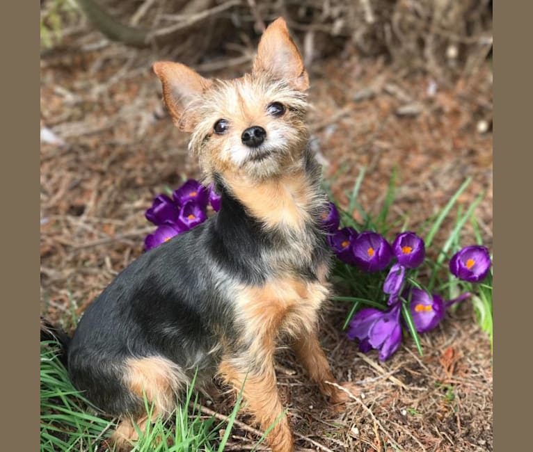 Lucy, a Yorkshire Terrier and Miniature Pinscher mix tested with EmbarkVet.com