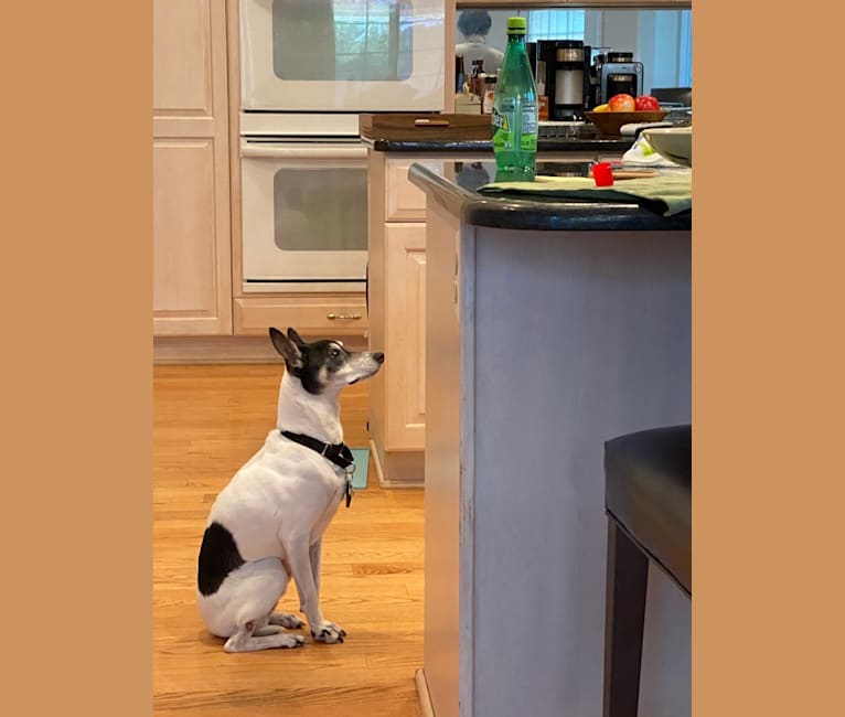 Photo of Snoopy, a Russell-type Terrier, Chihuahua, Toy Fox Terrier, and Rat Terrier mix in Grosse Ile Township, Michigan, USA