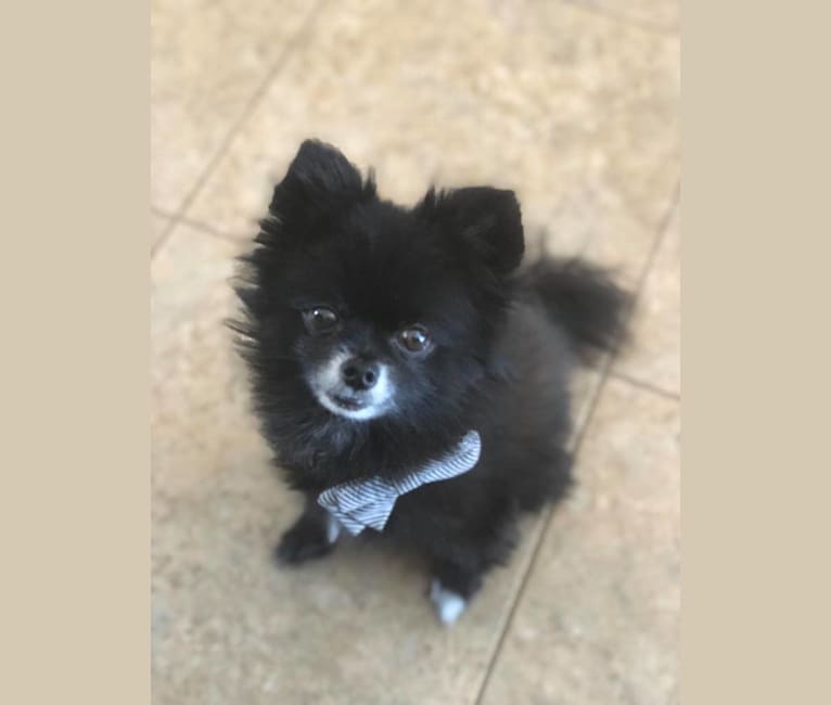 Pomeranian papillon mix black hotsell