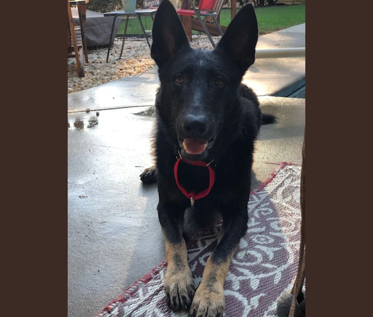 Kojak, a German Shepherd Dog tested with EmbarkVet.com