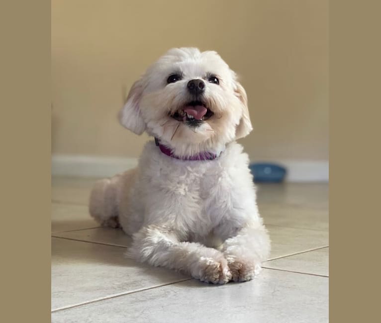 Maeby, a Poodle (Small) and Pekingese mix tested with EmbarkVet.com