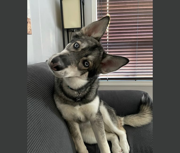 Sasha, a Siberian Husky tested with EmbarkVet.com