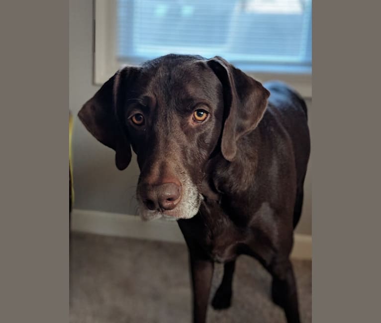 Ruben, a Weimaraner and Labrador Retriever mix tested with EmbarkVet.com