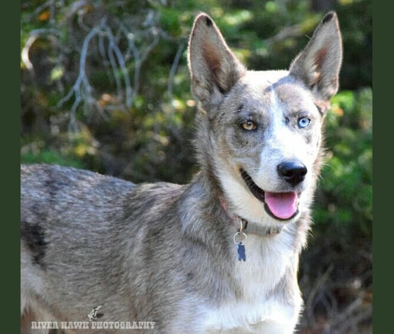 Rain, a Siberian Husky and Border Collie mix tested with EmbarkVet.com