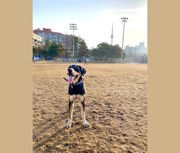 Photo of Billy, a Brittany, American Pit Bull Terrier, Pembroke Welsh Corgi, and Mixed mix in Paris, Texas, USA