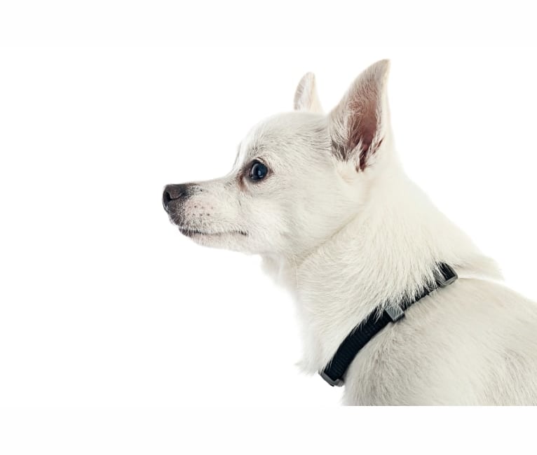 Tofu, a Pomeranian and American Eskimo Dog mix tested with EmbarkVet.com