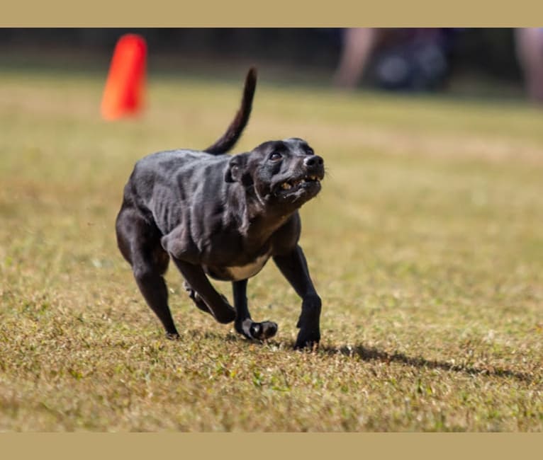 Bravo, a Whippet and Staffordshire Bull Terrier mix tested with EmbarkVet.com