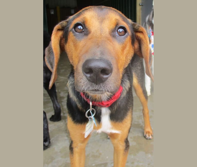 Chara, a Black and Tan Coonhound and Border Collie mix tested with EmbarkVet.com