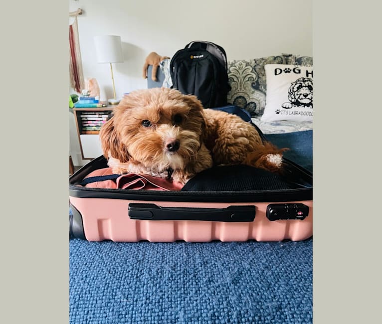 Turner, a Japanese or Korean Village Dog and Cocker Spaniel mix tested with EmbarkVet.com