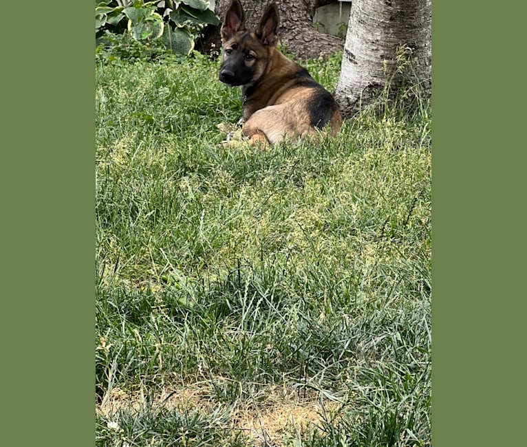 Manfred Von Rexroad, a German Shepherd Dog and American Pit Bull Terrier mix tested with EmbarkVet.com