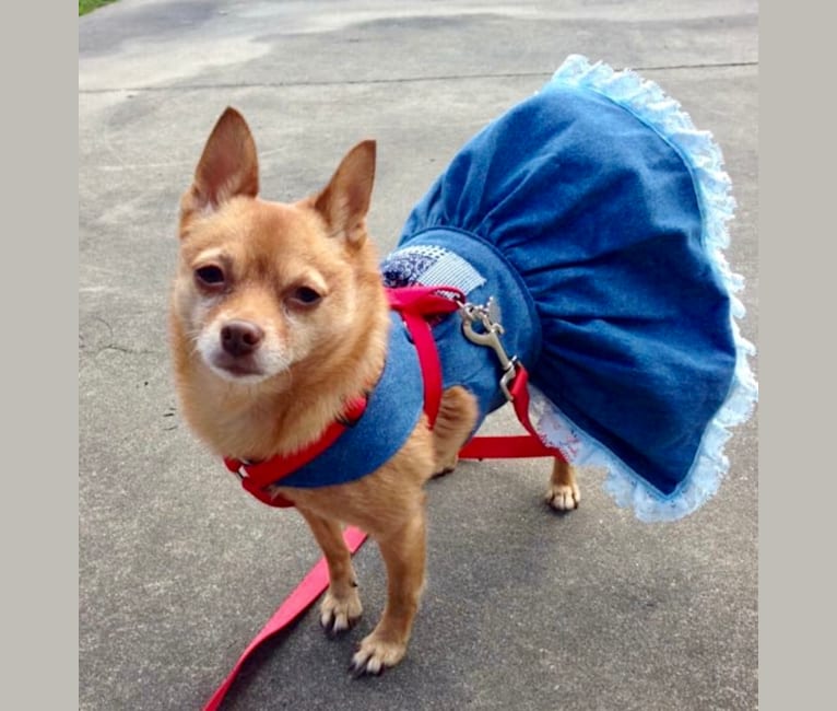 Rena Grace, a Miniature Pinscher and Pomeranian mix tested with EmbarkVet.com