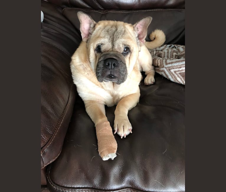 Cabella, a Chinese Shar-Pei and Pug mix tested with EmbarkVet.com