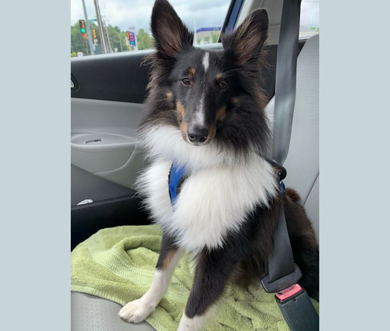Whiskey Cash Adams, a Shetland Sheepdog tested with EmbarkVet.com