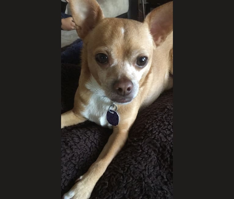 Duke, a Chihuahua and Poodle (Small) mix tested with EmbarkVet.com