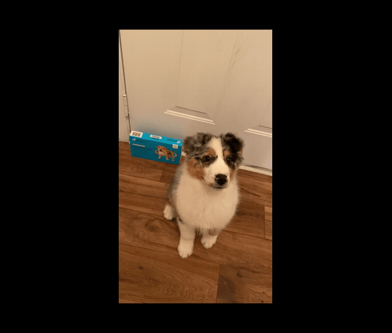 Photo of Bailie (Skyecoves Boss Dog is Out Of This World), an Australian Shepherd Group  in Alma, Georgia, USA