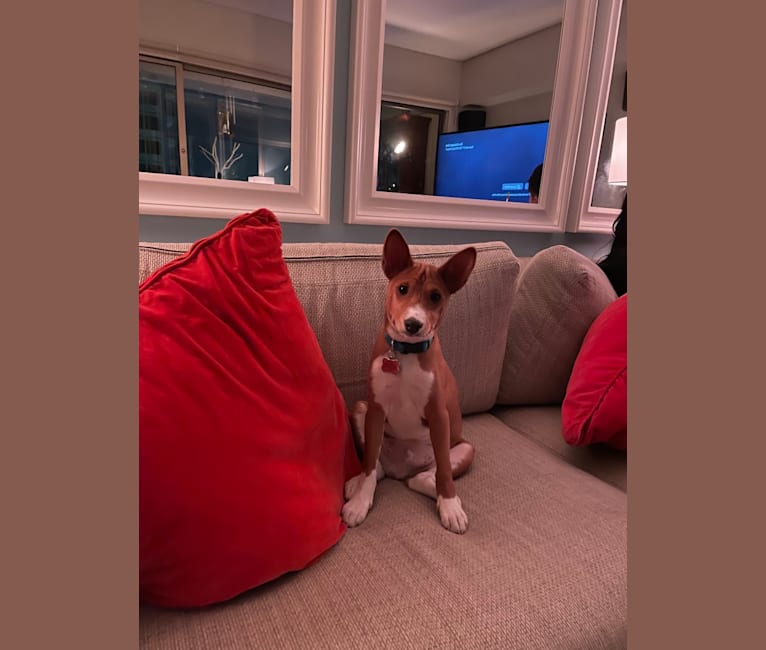 Chimichurri, a Basenji tested with EmbarkVet.com