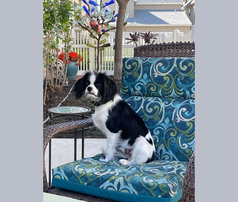 Zorro, a Cavalier King Charles Spaniel and Japanese Chin mix tested with EmbarkVet.com