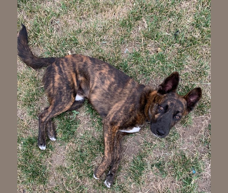 Embark Dog DNA Test Breed