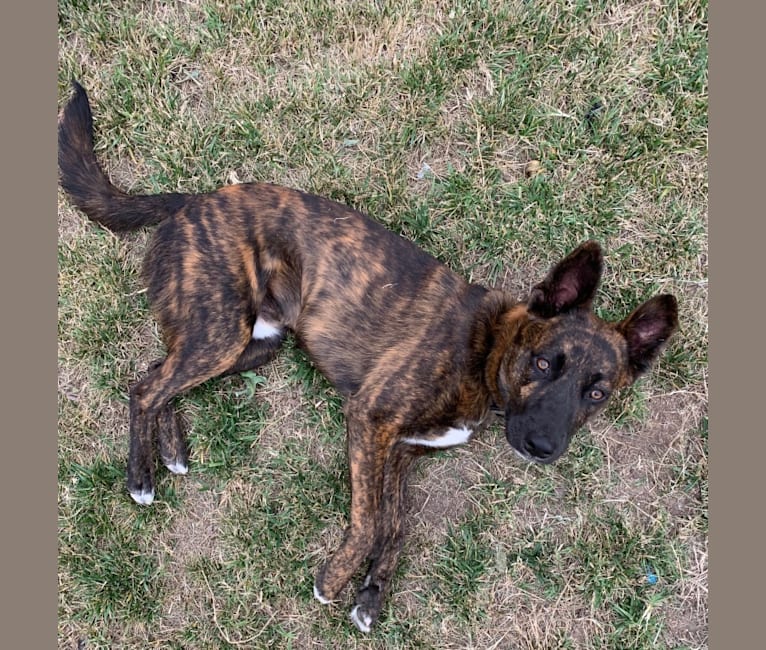 INU, an American Pit Bull Terrier and German Shepherd Dog mix tested with EmbarkVet.com