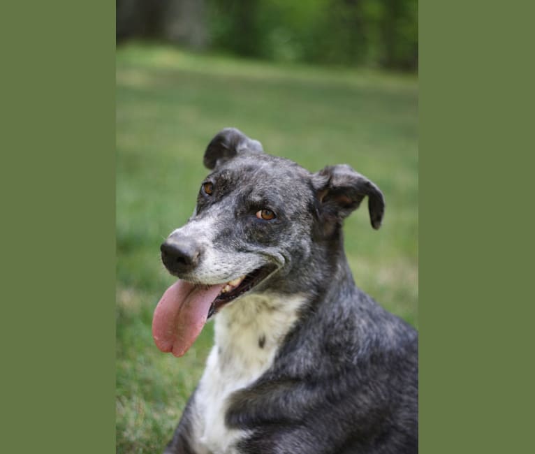 Photo of Cleo, a Great Dane, German Shepherd Dog, and Golden Retriever mix in Rosenberg, Texas, USA