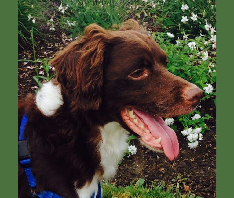 Photo of Oliver, a Brittany 