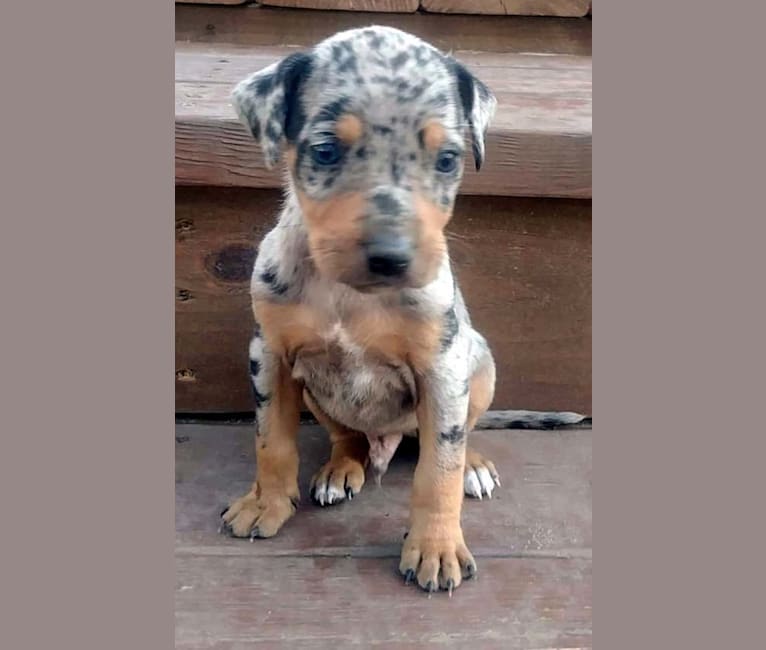 Roux, a Catahoula Leopard Dog tested with EmbarkVet.com