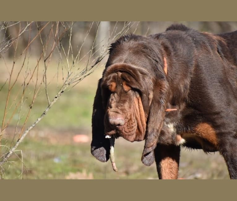 Moose, a Bloodhound tested with EmbarkVet.com