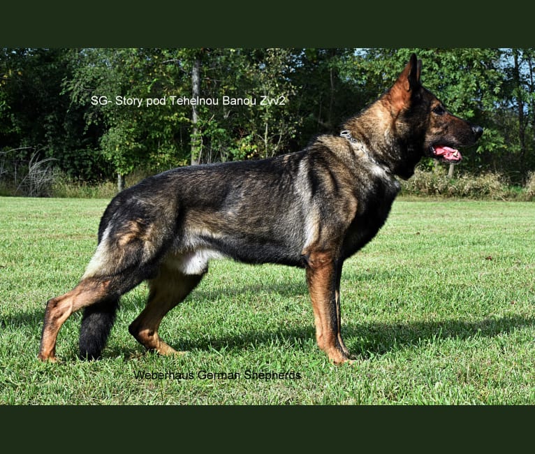 Story, a German Shepherd Dog tested with EmbarkVet.com