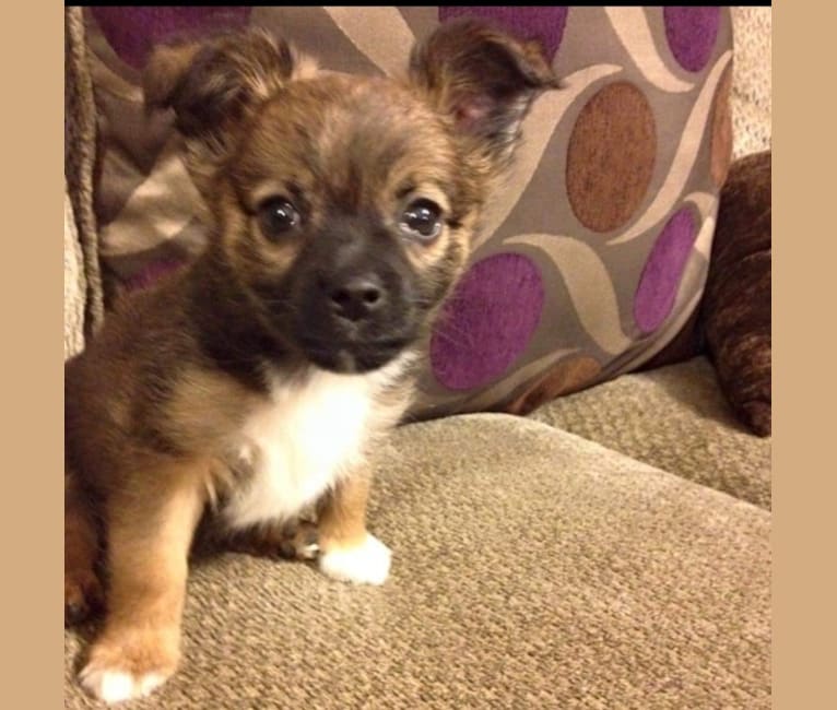 Mr. Gizmo, a Pomeranian and Chihuahua mix tested with EmbarkVet.com