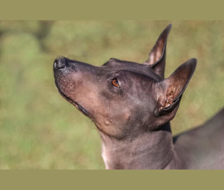 Siren, an American Hairless Terrier tested with EmbarkVet.com