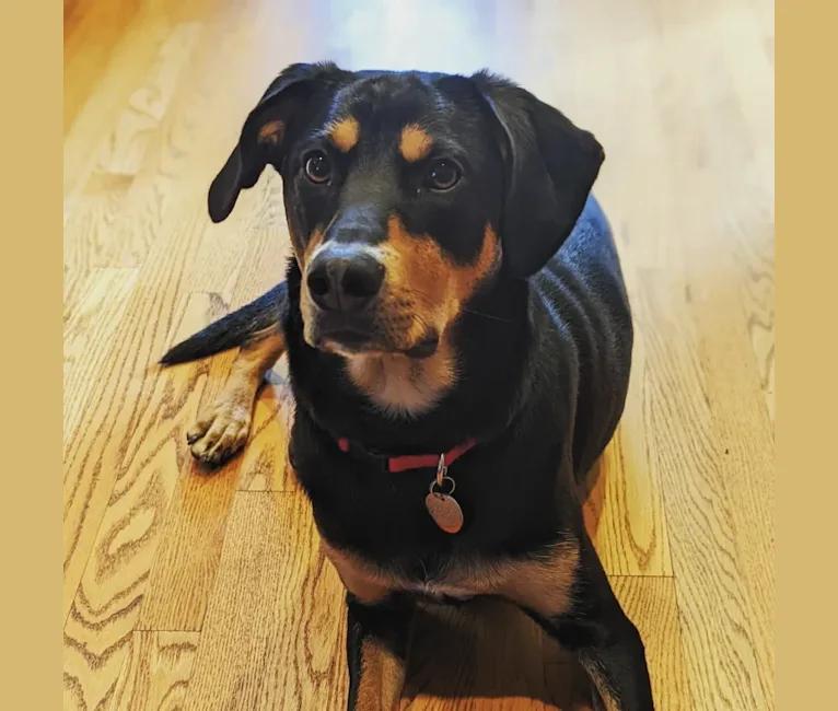 Photo of Marty McFly, a Black and Tan Coonhound, Bluetick Coonhound, Redbone Coonhound, Labrador Retriever, and Mixed mix in Mississippi, USA