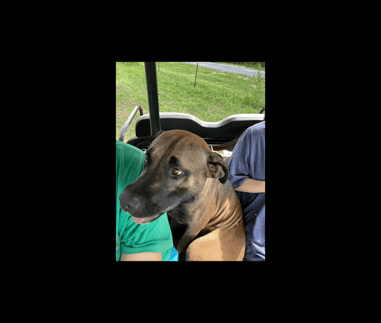 Duke, an American Pit Bull Terrier and Siberian Husky mix tested with EmbarkVet.com