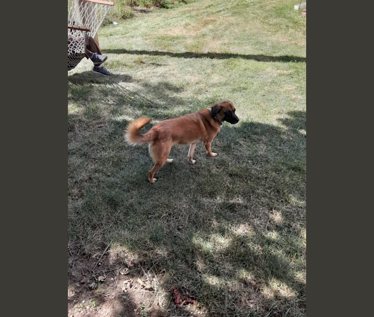 Merlin, a Boxer and Chow Chow mix tested with EmbarkVet.com