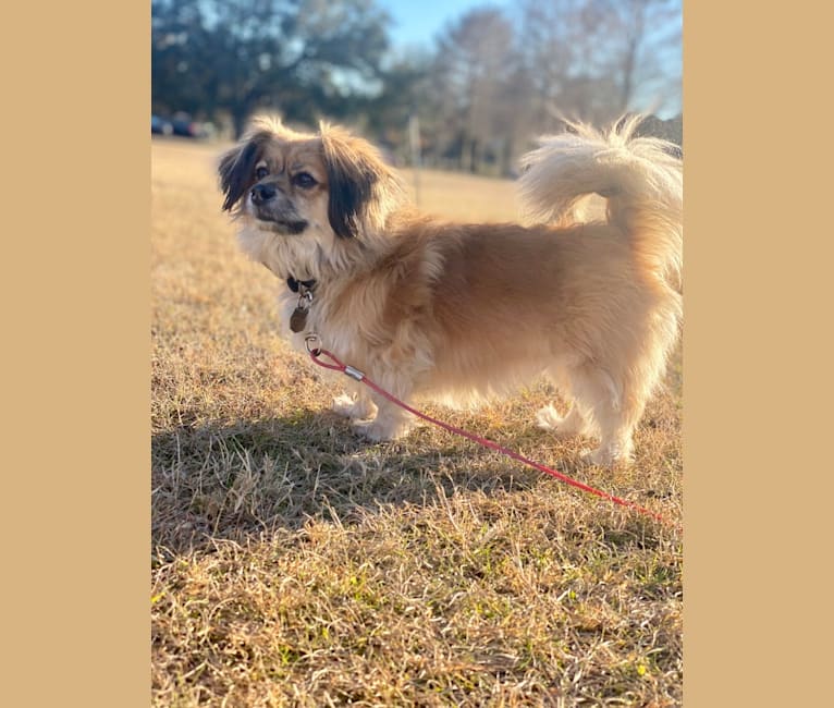 Oakley, a Pekingese and Yorkshire Terrier mix tested with EmbarkVet.com