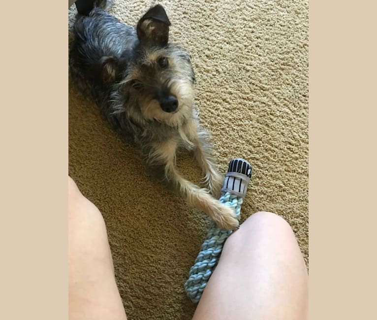 Aussie schnauzer new arrivals