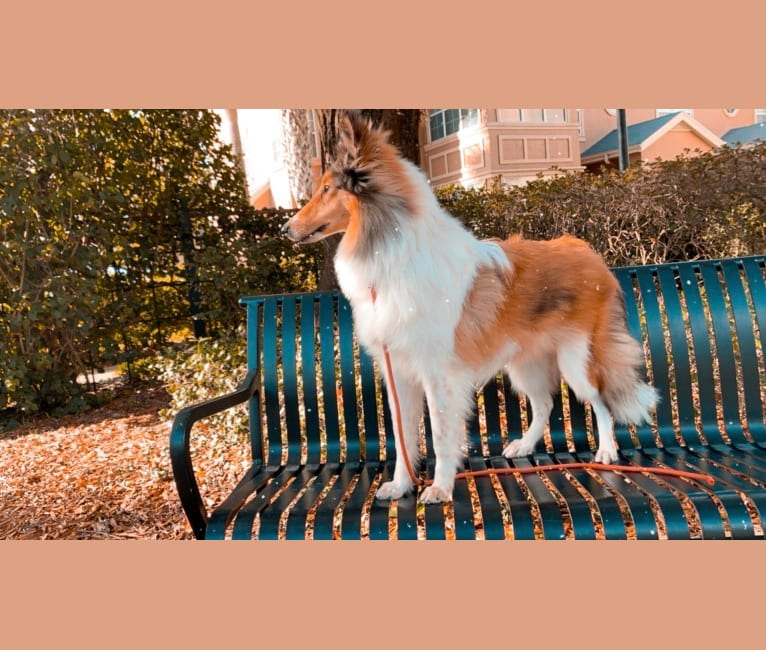 Photo of Nyx Rossie, a Collie  in Michigan, USA